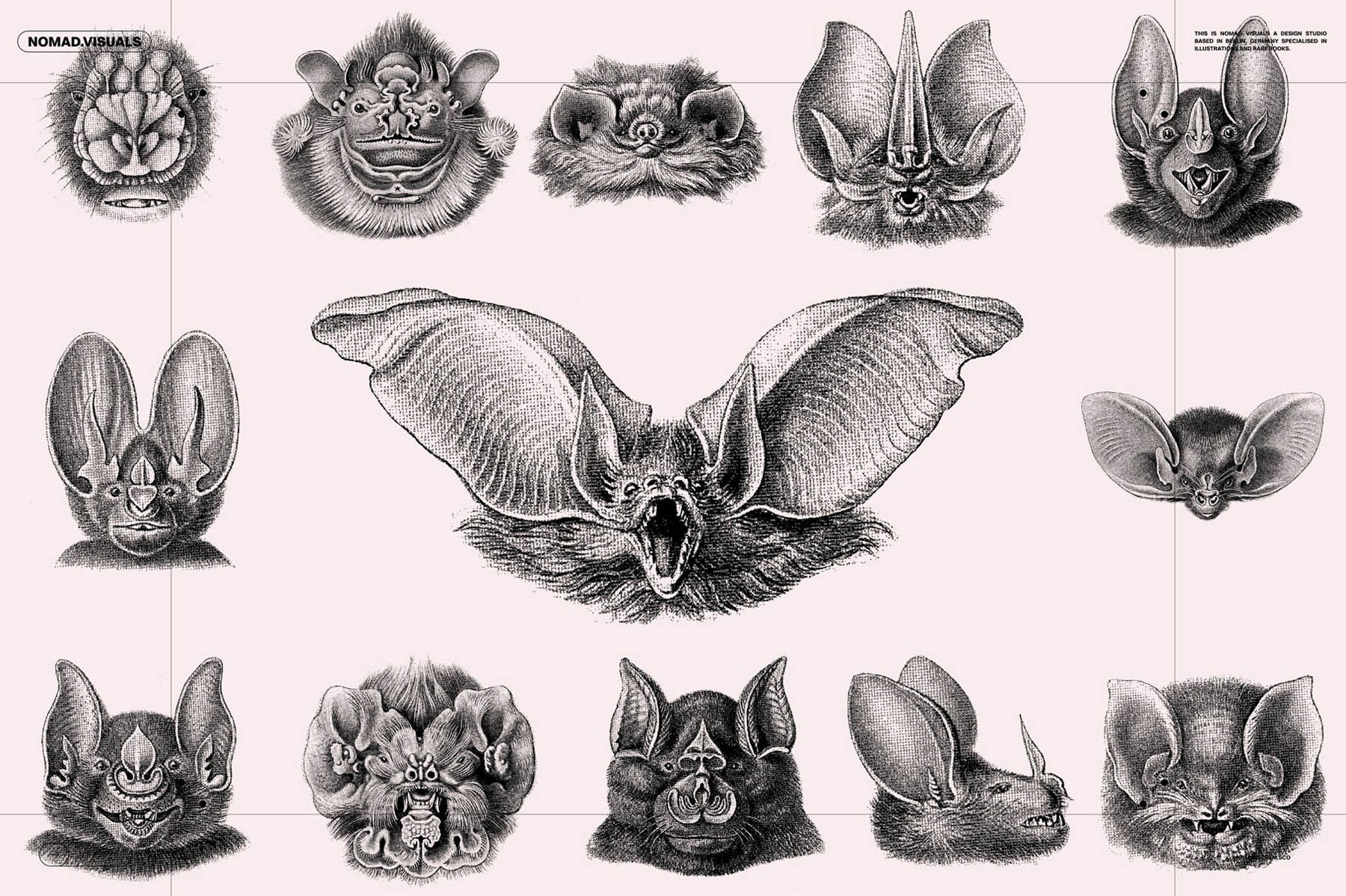 Bats of the World - secret-cache