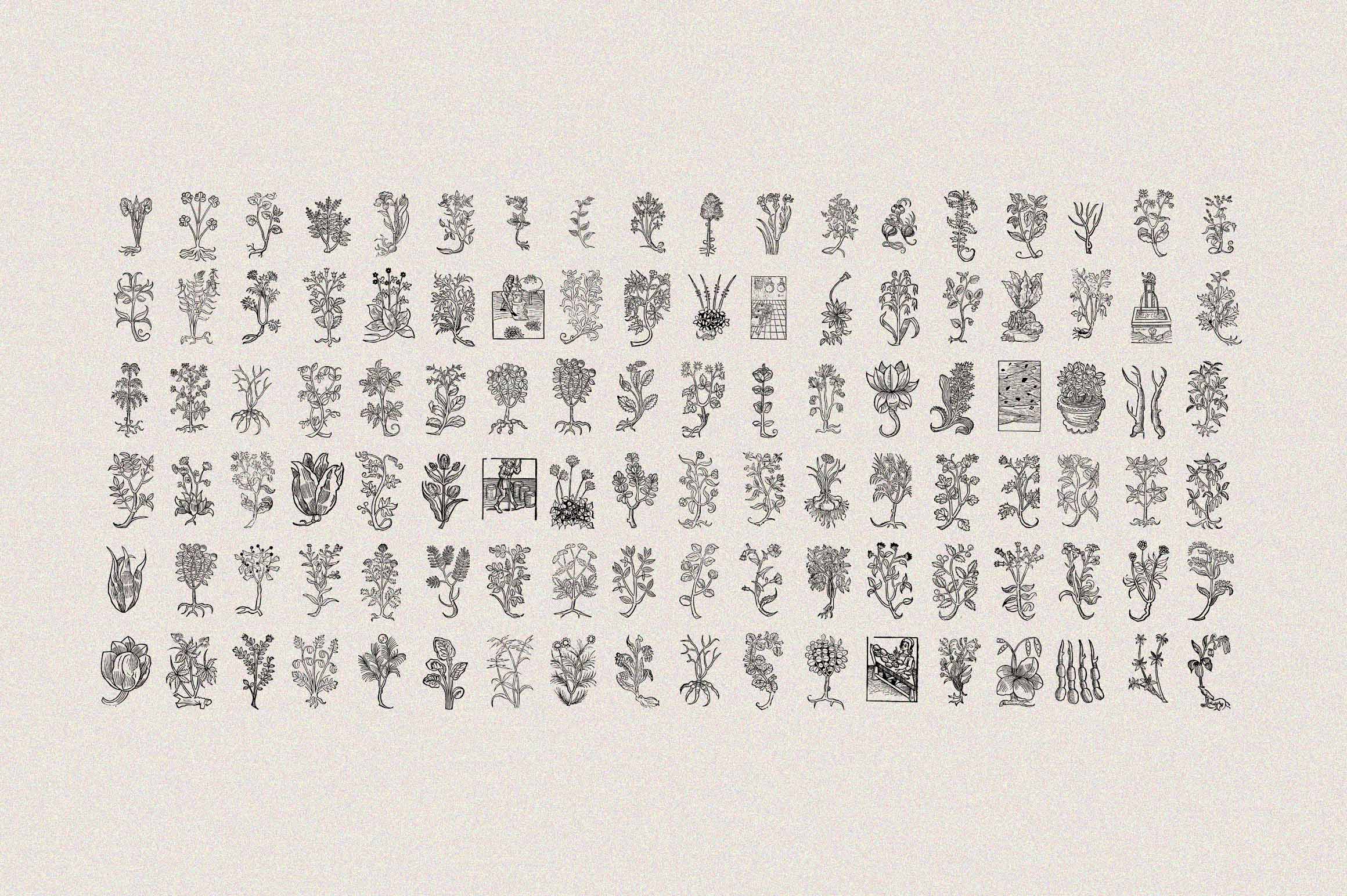 Herbarium Medieval Botany Collection - secret-cache