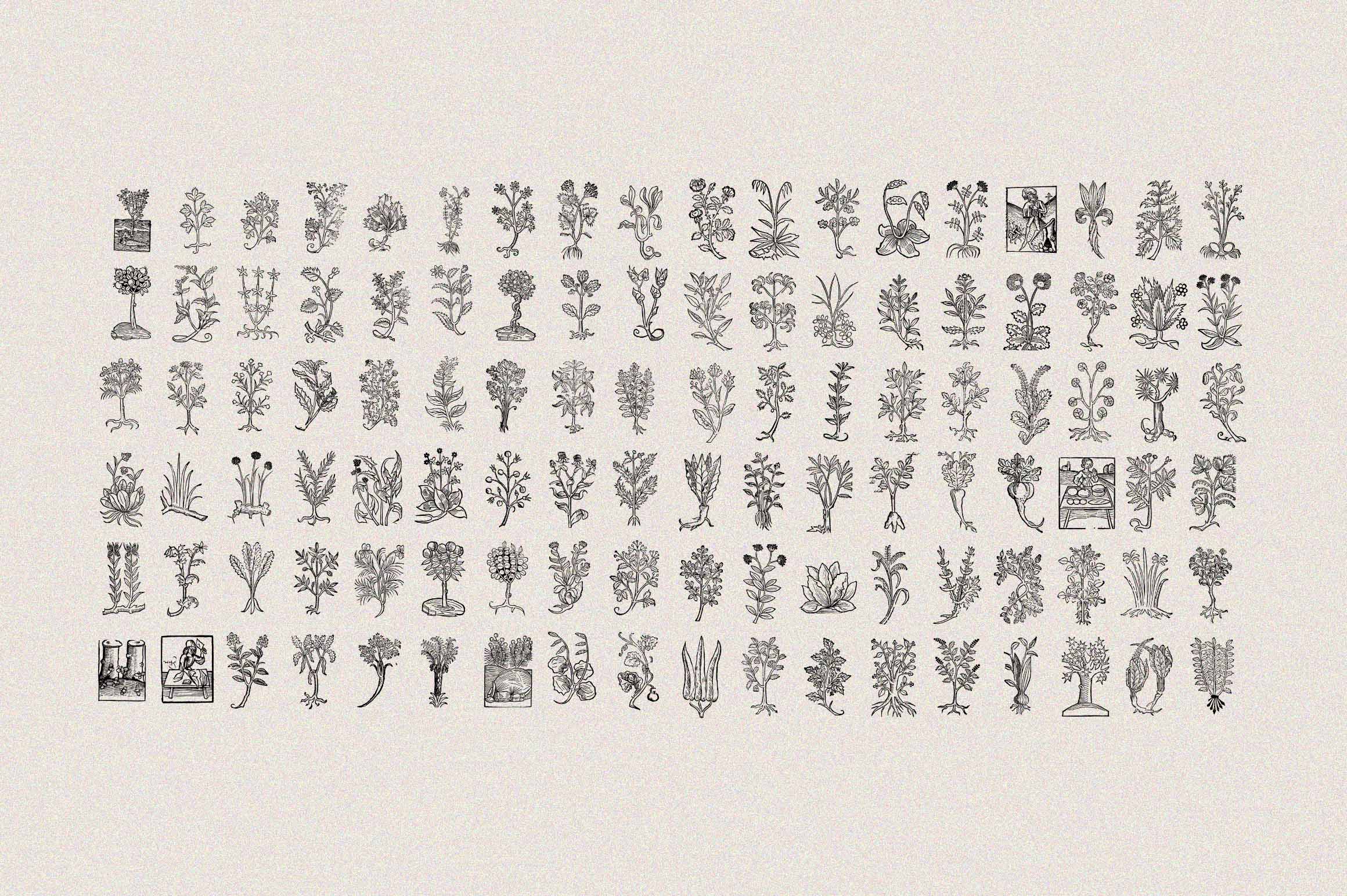 Herbarium Medieval Botany Collection - secret-cache