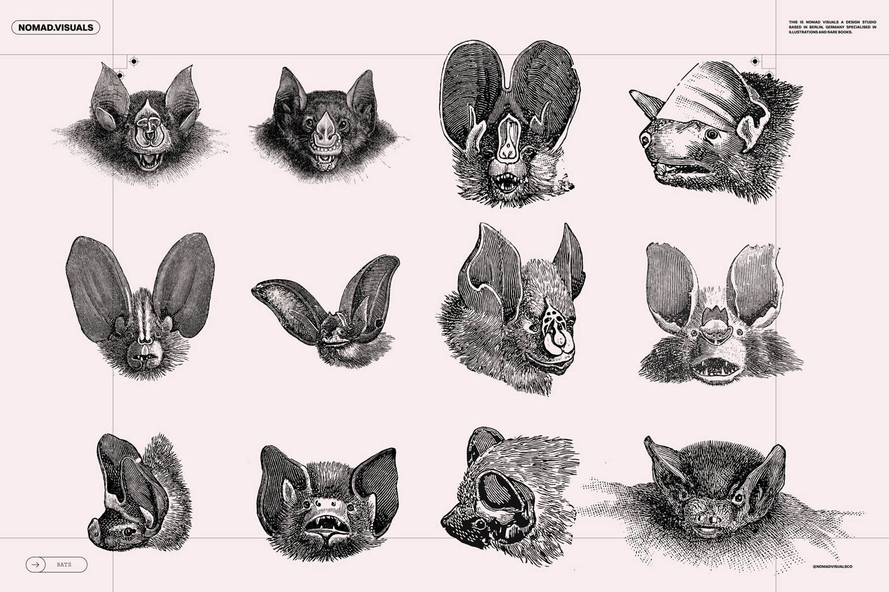 Bats of the World - secret-cache