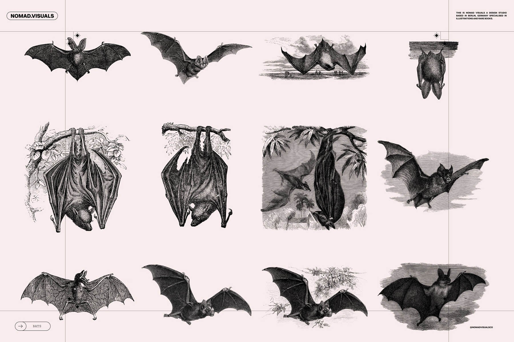 Bats of the World - secret-cache