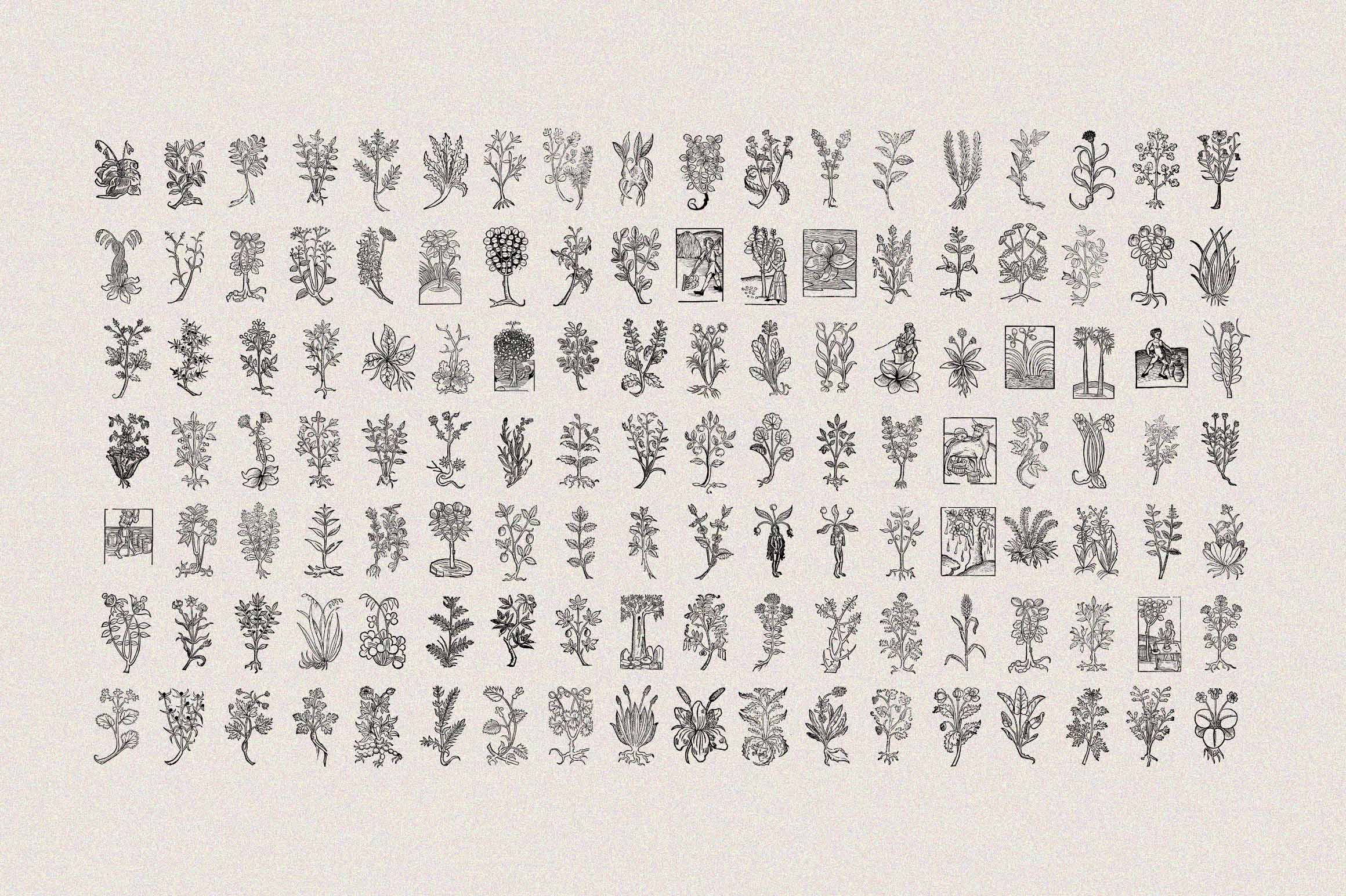 Herbarium Medieval Botany Collection - secret-cache
