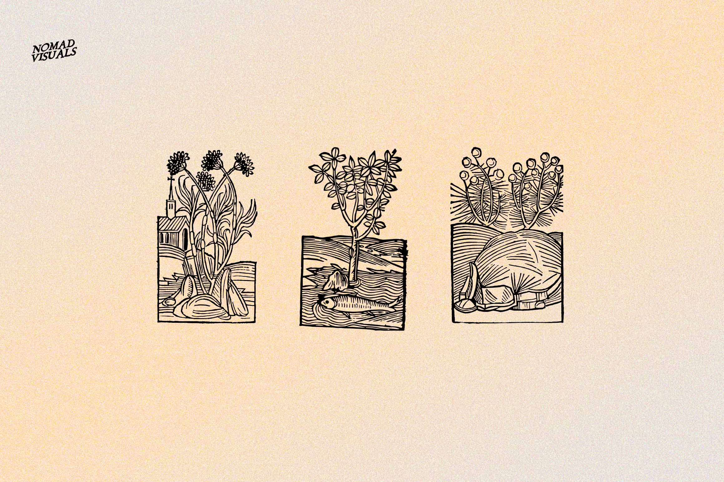 Herbarium Medieval Botany Collection - secret-cache