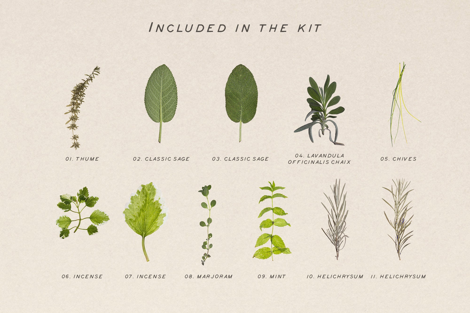 Dry Flowers & Leaves Bundle - secret-cache
