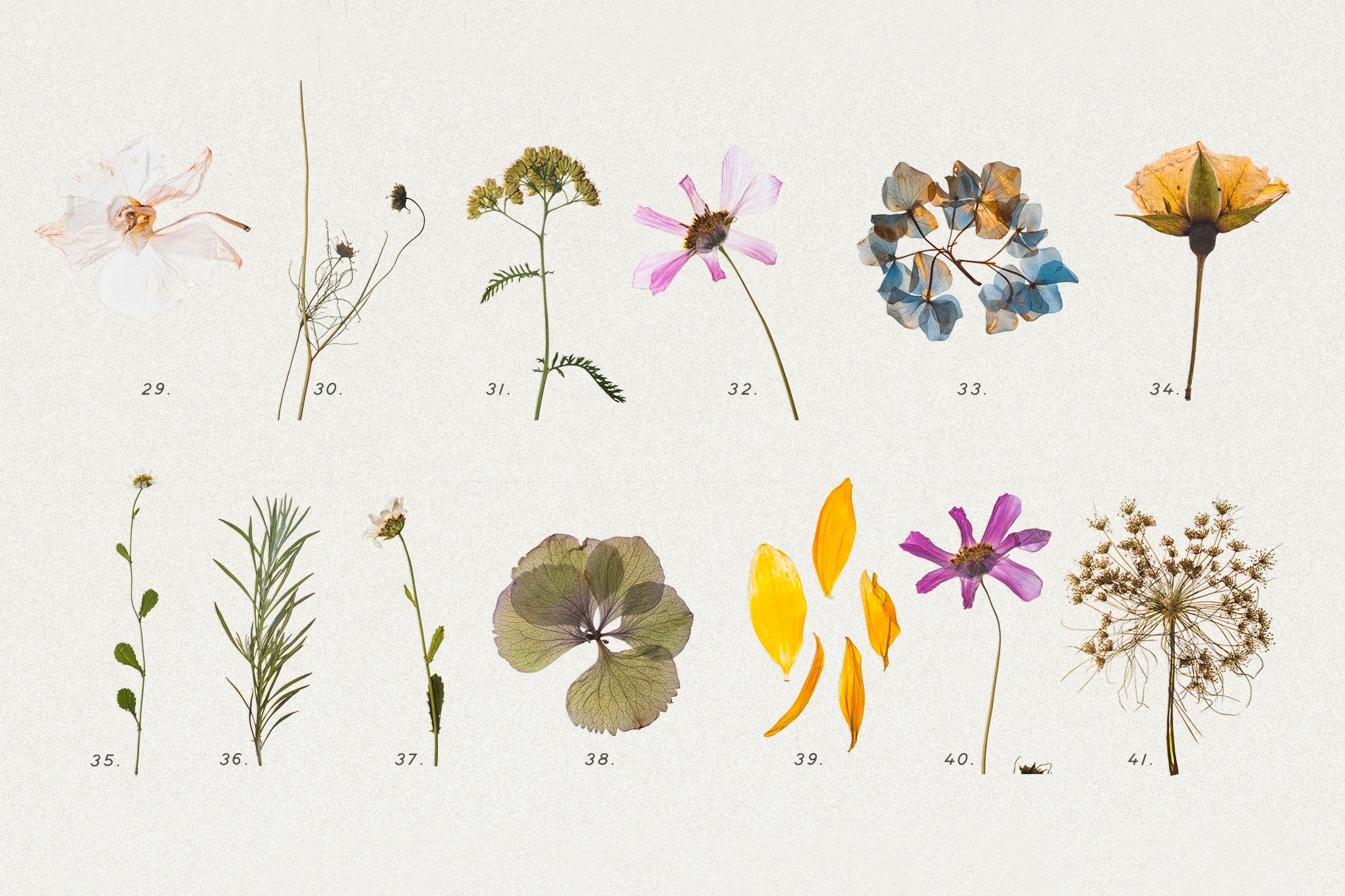 Dry Flowers & Leaves Bundle - secret-cache