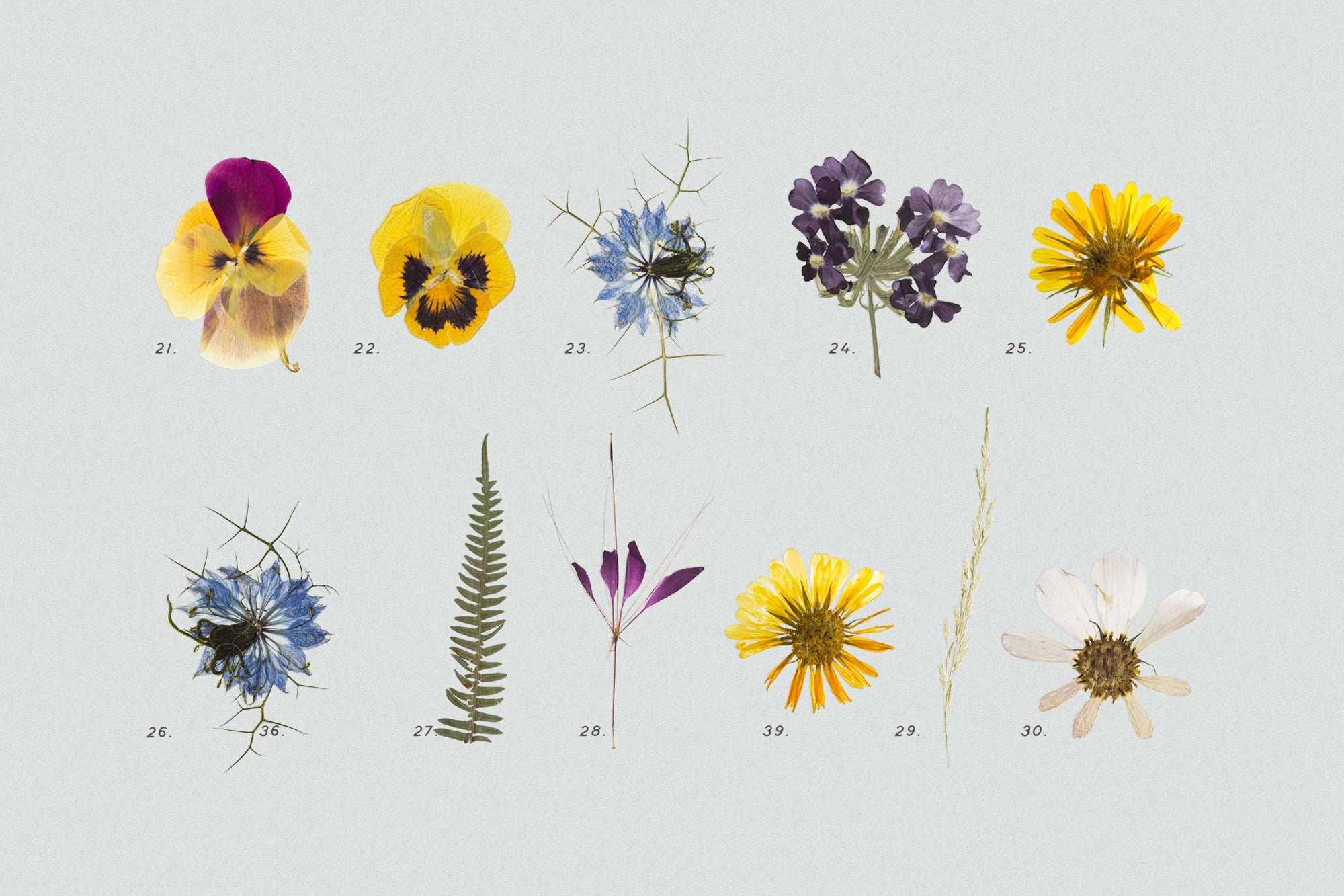 Dry Flowers & Leaves Bundle - secret-cache
